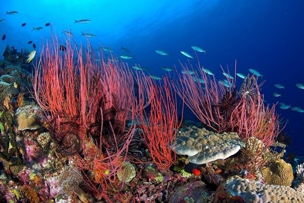 關(guān)愛海洋 保護(hù)珊瑚 愛護(hù)我們的大海