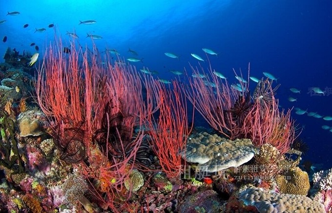 關(guān)愛(ài)海洋 保護(hù)珊瑚 愛(ài)護(hù)我們的大海